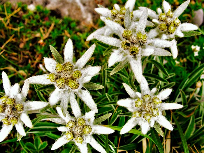 encadenar-tresmiles-en-varios-días-principal encadenar-tresmiles-en-varios-días-principal